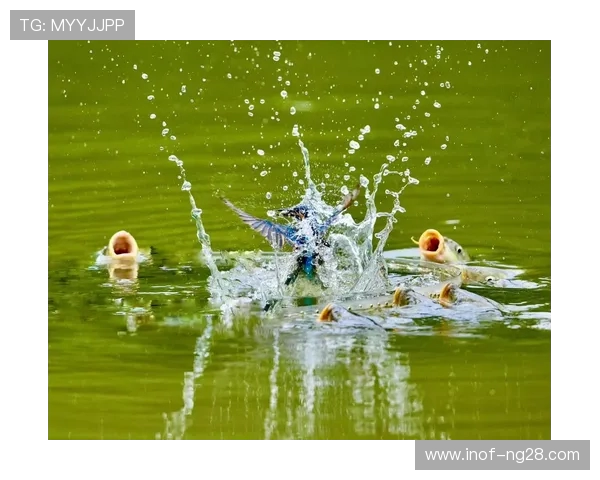 从惊心动魄到优雅入水全面探秘跳水运动的力量与艺术之美